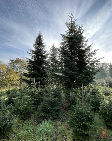 Weihnachtsbäume auf der Christbaumkultur